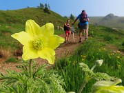 08 Pulsatilla alpina sulphurea (Anemone sulfureo)